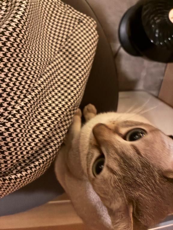 ちか の 猫カフェ🐱