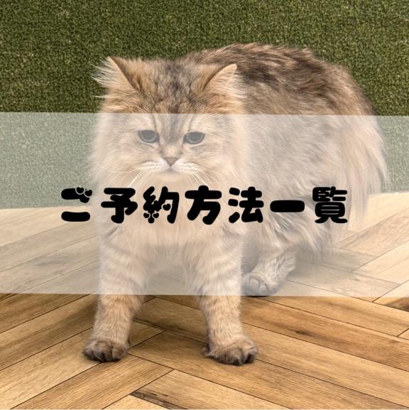 白咲　えみり の ご予約方法✍️