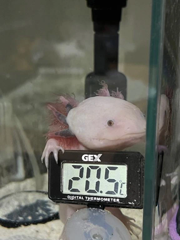 我が家のウーパールーパーが可愛かった件w